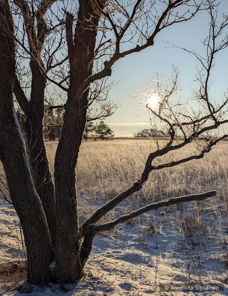 First snow landed on forest floor and trees, just hours before it melted again