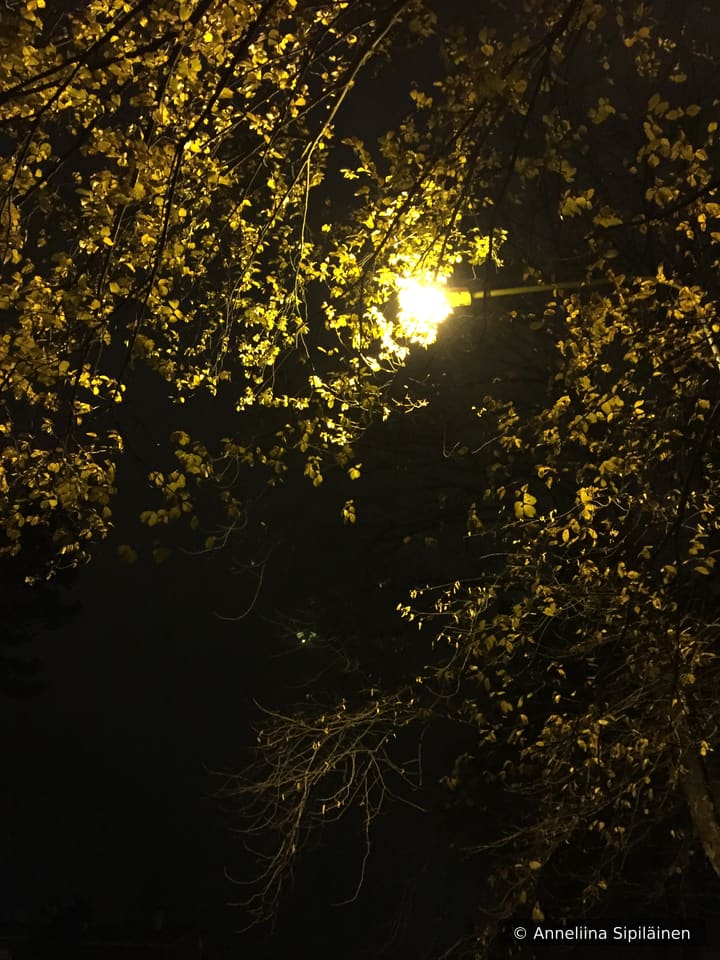 Dark autumn leaves against a street light